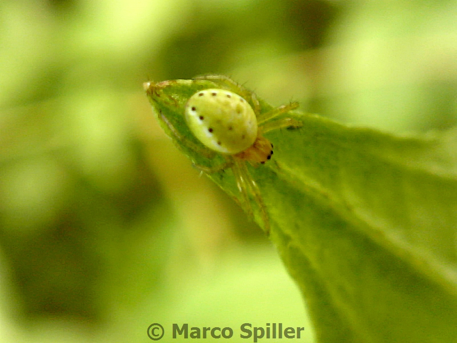 Araniella sp. - Milano (MI)